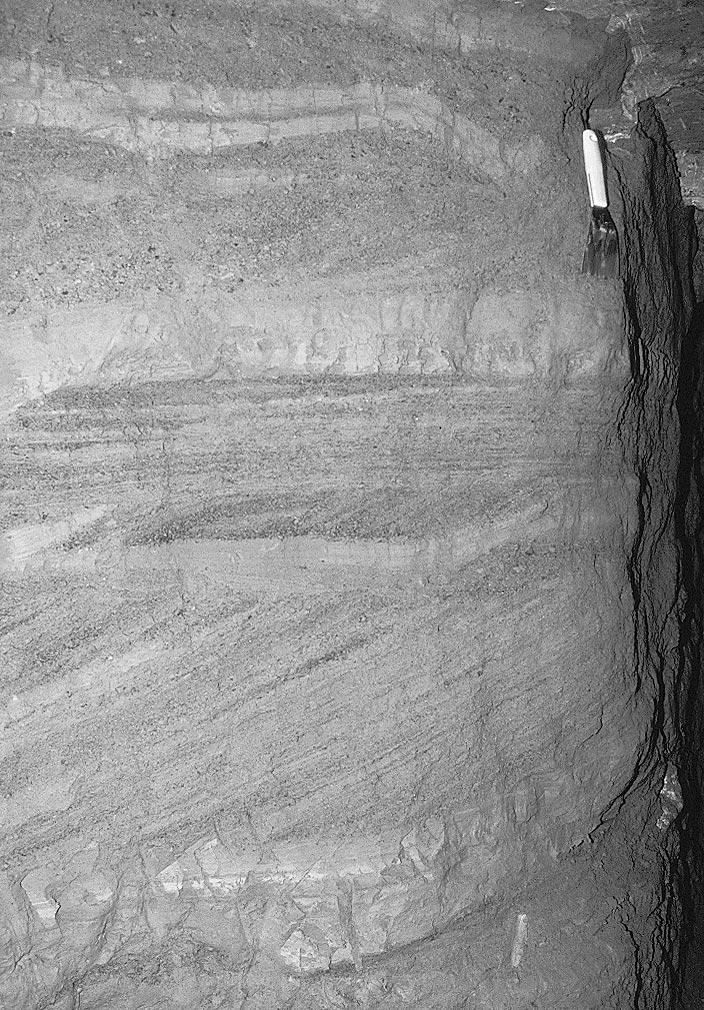cemented by the carbonate. Stalagmites up to 32 cm long, composed of white carbonate with light grey laminae, were formed atop the flowstone layer.