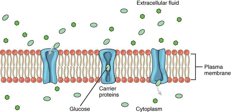 Uľahčená difúzia predstavuje pohyb molekúl cez biomembránu pomocou špecifických bielkovinových (proteinových)