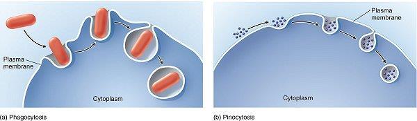 Fagocytóza - prijímajú sa do bunky pevné látky.
