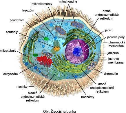 Zloženie: bunková membrána cytoplazma - nachádzajú sa v nej organely (bunkové jadro,