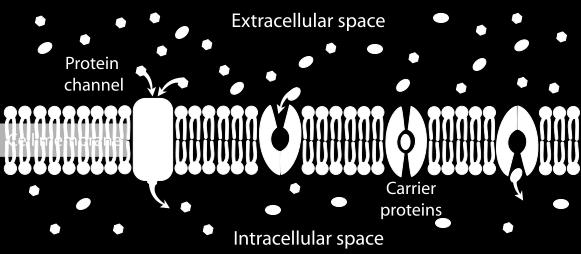 Pre iné, nedostupné latky, ktoré nemôžu prejsť cez membránu bunky, musí byť prenos zabezpečený iným spôsobom
