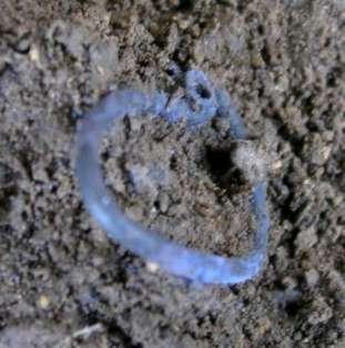 Earrings - Gr.