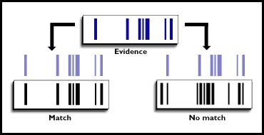 DNA fingerprinting srovnání nálezu odpovídajícího (match)