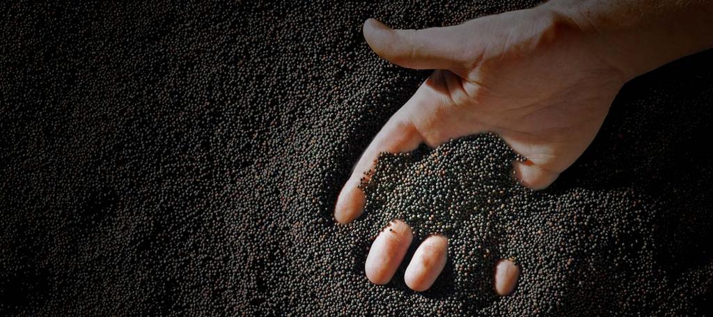 DK EXQUISITE intenzita má meno DEKALB Svoj úrodový potenciál naplno