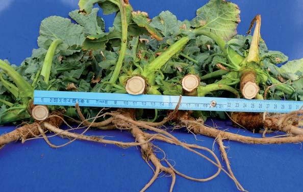 ÚRODOVÉ VÝSLEDKY DK EXSTORM, Slovensko - DRAHOVCE 5.52 t/ha 107,3% ČACHTICE 5.91 t/ha 102,3% PODOLIE 4.97 t/ha 108,8% PODOLIE 5.49 t/ha 107,4% RYBANY 6.75 t/ha 106,8% RYBANY 6.