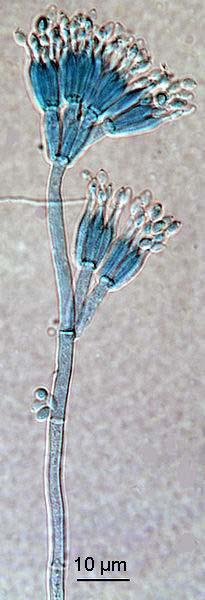 Penicillium