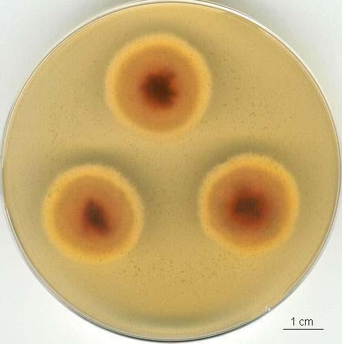 Penicillium