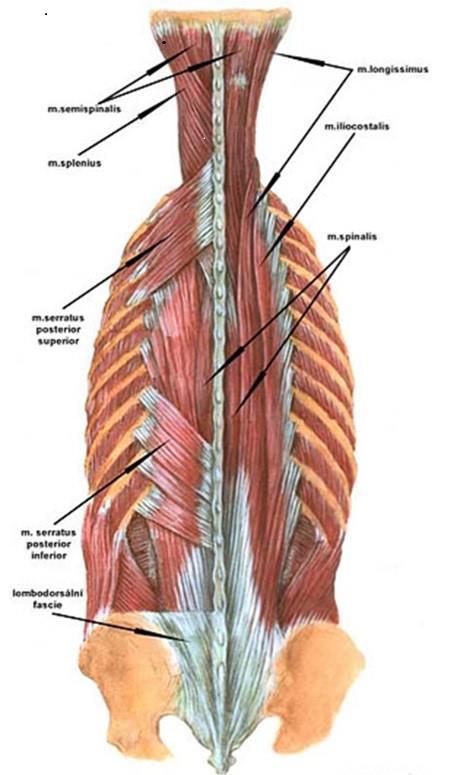 Obr. 3: Hluboké svaly zádové K fixačním komponentům dále náleží i vazy. Na páteři rozeznáváme dlouhé a krátké vazy. Oba se účastní fixace segmentů. Dlouhé svaly podélně poutají prakticky celou páteř.