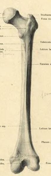lineae asp. Foramen nutritium. Labium mediale lineae asp. Labium laterale lineae asp.