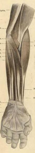 brachioradialis. Musc. extensor carpi radialis longus.