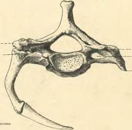 ] Foramen transversarium. i Canalis art. vertebralis.