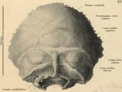 Condylus occipitalis.