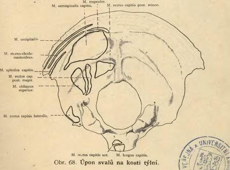 Canalis hypoglossi. Obr 67.