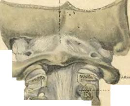 Arcus vertebrae------------ cervíc. 4. I l * * *.