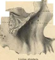 Foramina alveolaria. Spina nasalis anterior.