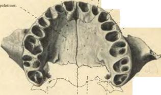 Foramen palatinum majus. i Pars horizont, ossis palatini.