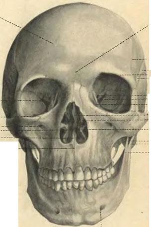 . Fissura orbitalis inferior.. Lam. perpend. ossis ethm. Concha media ossis ethm.