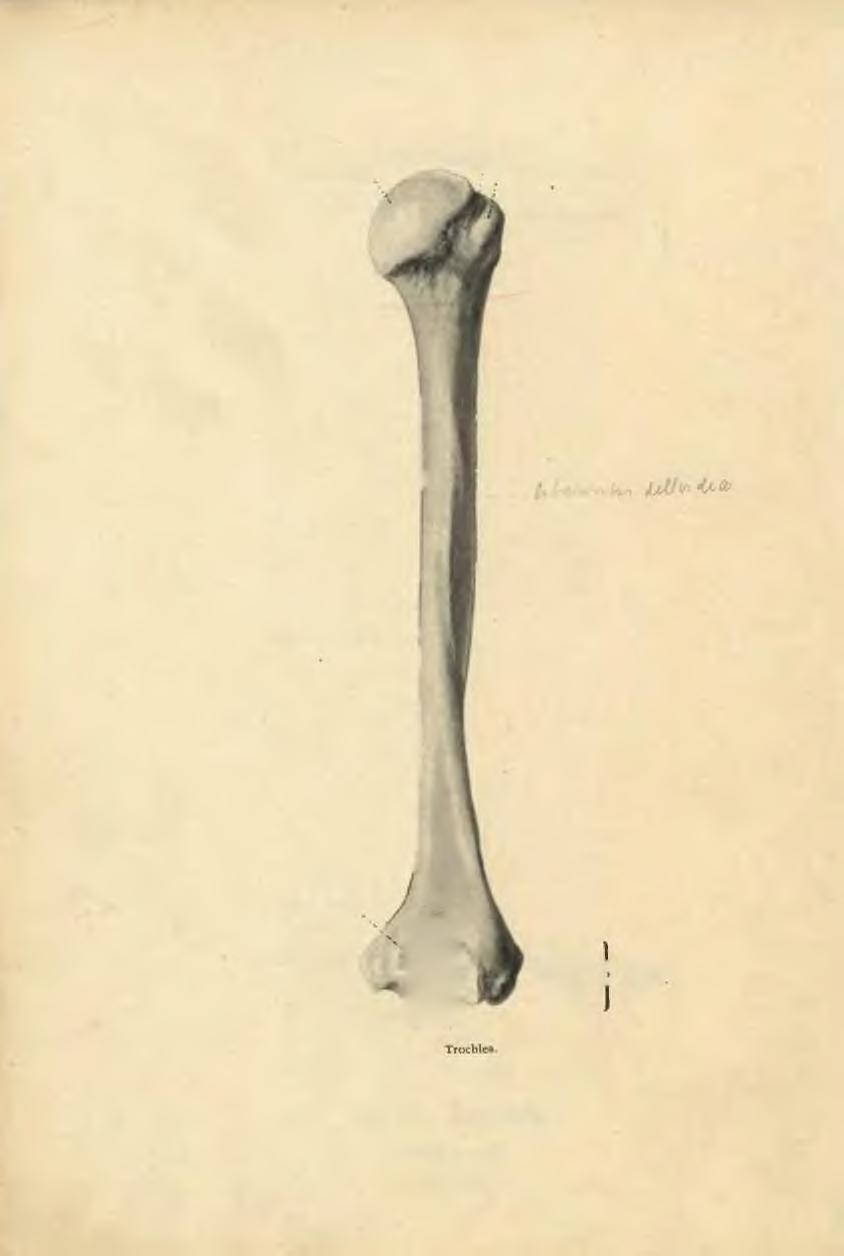 92 Caput humeri. Collum anatomicum. ; Tuberculum majus.
