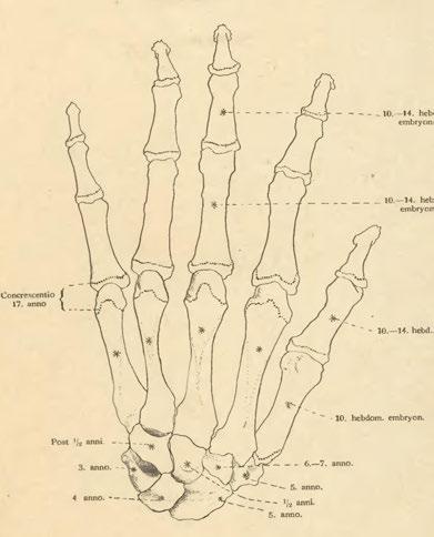 kosti ruky Čísly udána