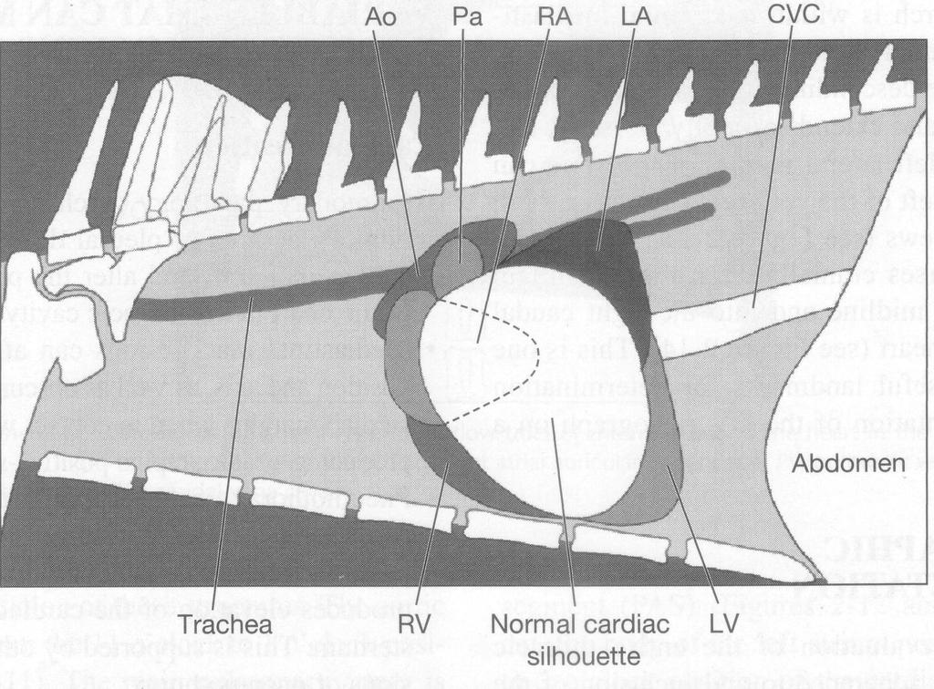 Anatomie srdce v l/l záznamu