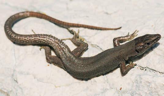 17 18 článku zmiňovaných. Také zde najdeme jedinečné evoluční linie se zatím nejasným taxonomickým postavením, např. černohorskou linii zmije růžkaté (Vipera ammo - dytes, obr. na 1. str.