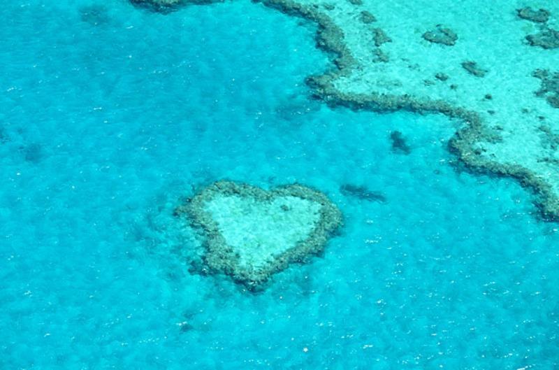 Coeur de corail, récif Hardy, Queensland,
