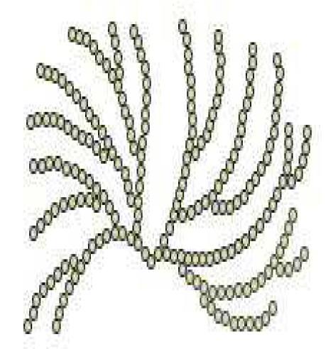 Polysacharidy rostlin škrob Struktura amylopektinu 1 4 1 postranní řetězec