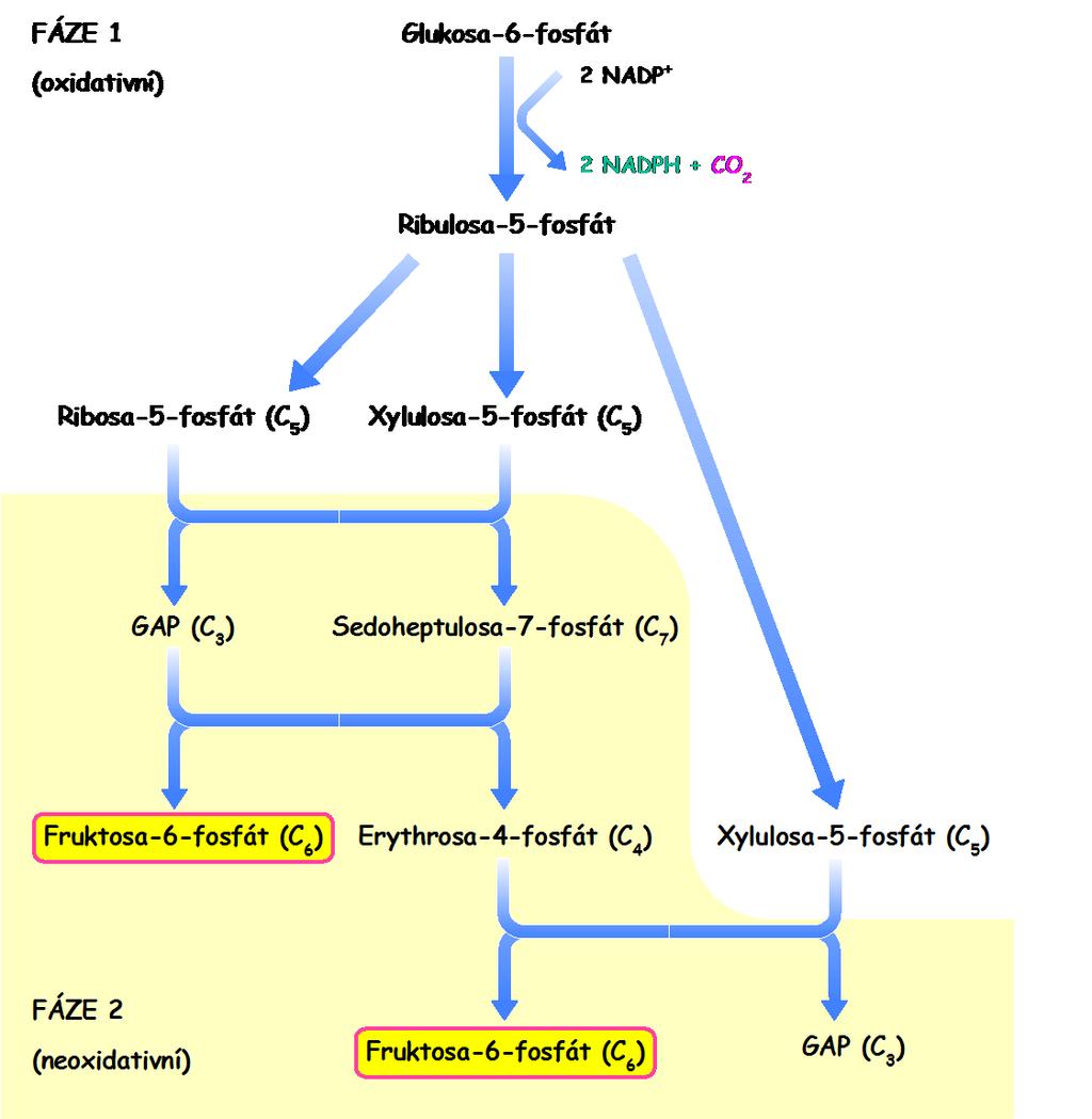 elkové schéma pentosafosfátové dráhy