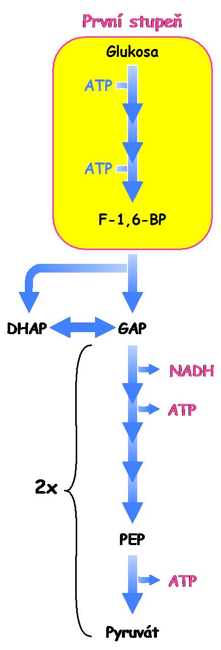 Schematický průběh glykolýzy V prvním stupni