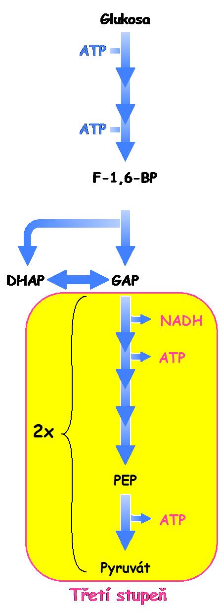 Třetí stupeň glykolýzy