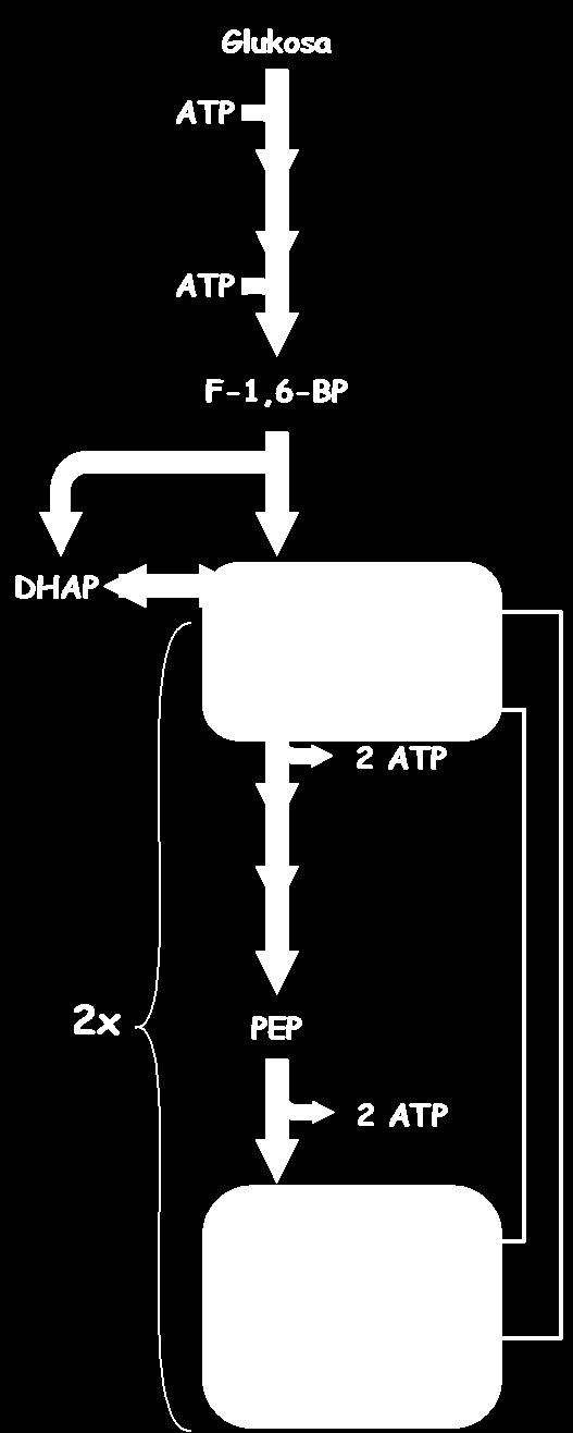 (Sacharomycet) ke tvorbě ethanolu.