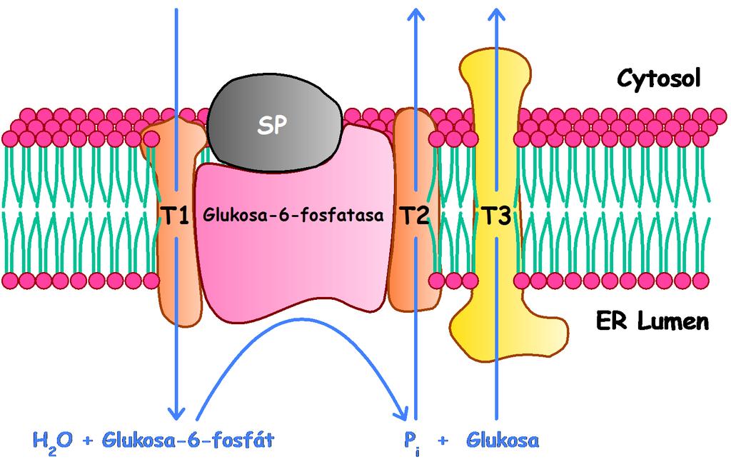 Tvorba volné glukosy v dutinkách endoplasmatického retikula