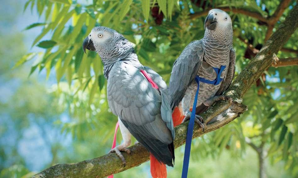 Žakoterapeuti Rozárka a Toníček Text: Zuzana Alferyová, Marta Bartlová Foto: Zuzana Alferyová, Eliška Horková ornitoterapie je forma zooterapie, kdy se do léčebné terapie zapojí pták, v tomto příběhu