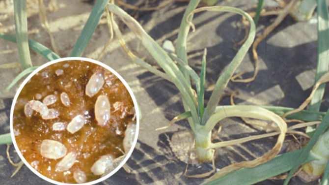 Koreňokaz zhubný (Rhizoglyphus echinopus ) Samička po oplodnení kladie vajíčka na časti rastlín skryté pod povrchom pôdy.