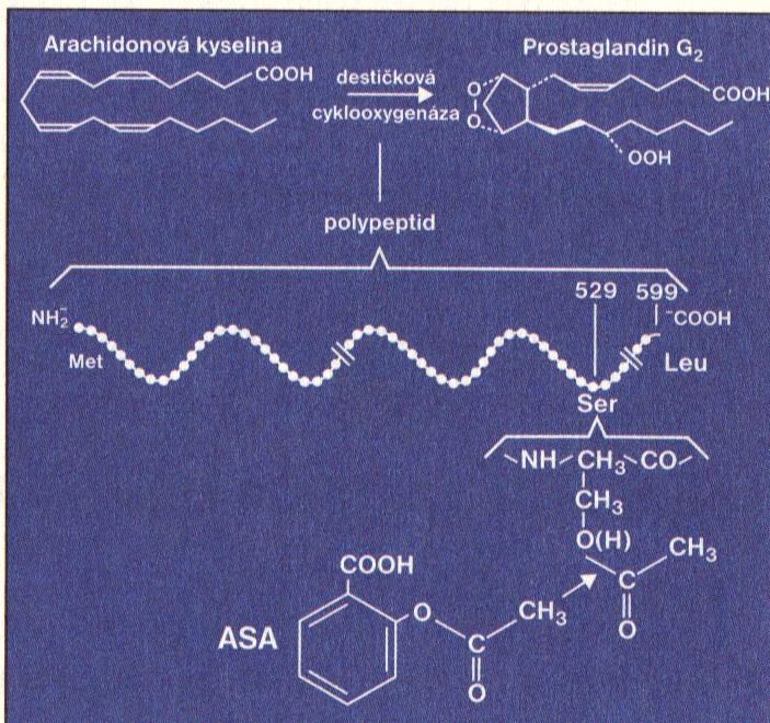 obrázek 1 Acetylace serinového rezidua COX 1, (Pecka, 2004) IBUSTRIN (Indobufen) je lék s obdobným účinkem jako ASA, ale s reverzibilní inhibicí cyklooxygenázy.