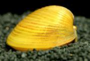 gonochoristi v