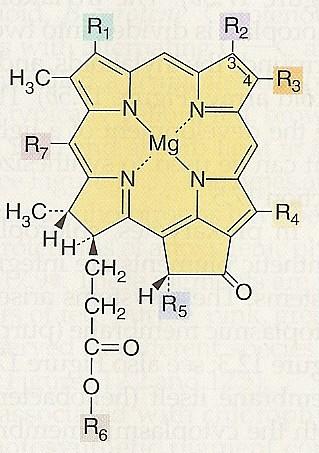 Bakteriochlorofyl Bakteriochlorofyl a purpurové (805, 830-890nm) b purpurové (835-850, 1020-1040) c zelené