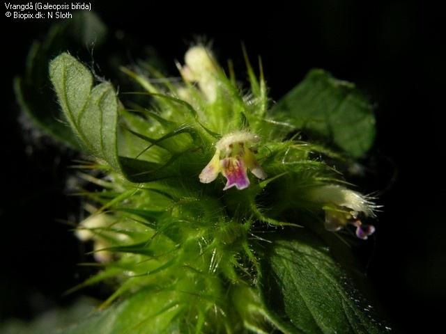 Galeopsis pernhofferi - květ zbarven jako G. speciosa: C světle žlutá s fial. skvrnou na stř. laloku dol.