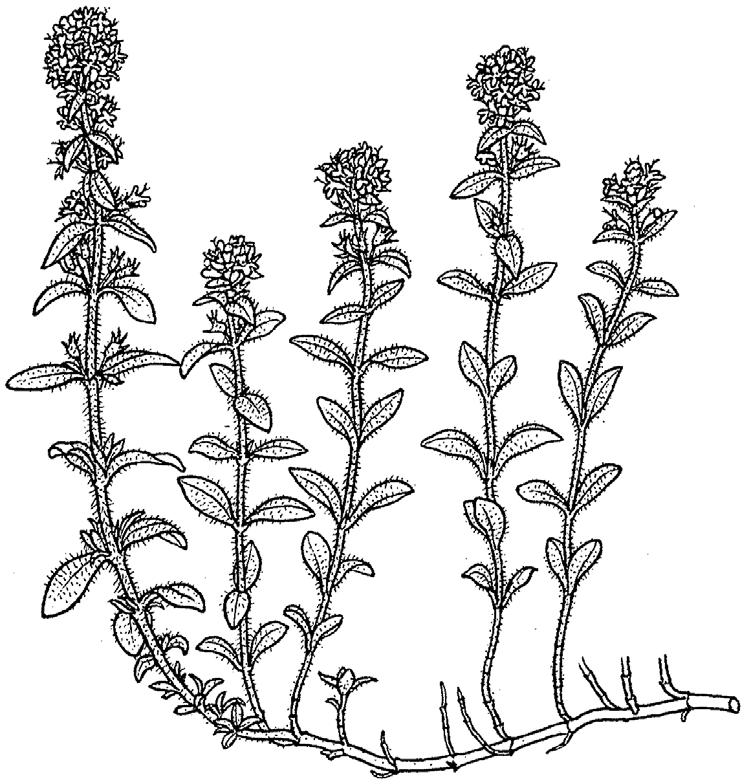 Thymus glabrescens m.