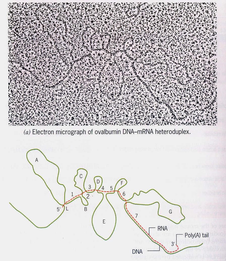 Důkaz přítomnosti intronů v genu pro ovalbumin Splicing