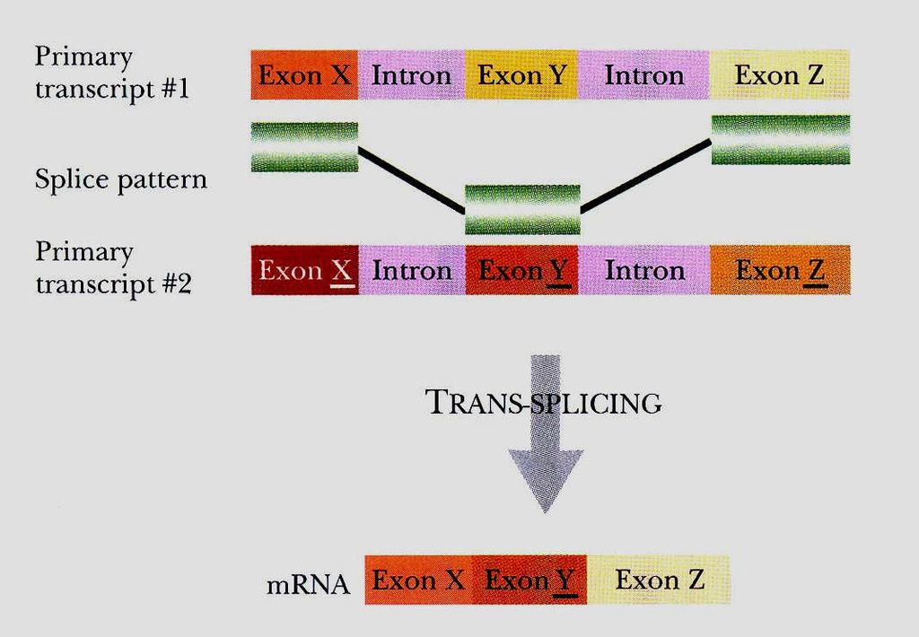 Bimolekulární sestřih (trans-splicing) mrna u trypanozom Primární transkript genu 1 způsob sestřihu