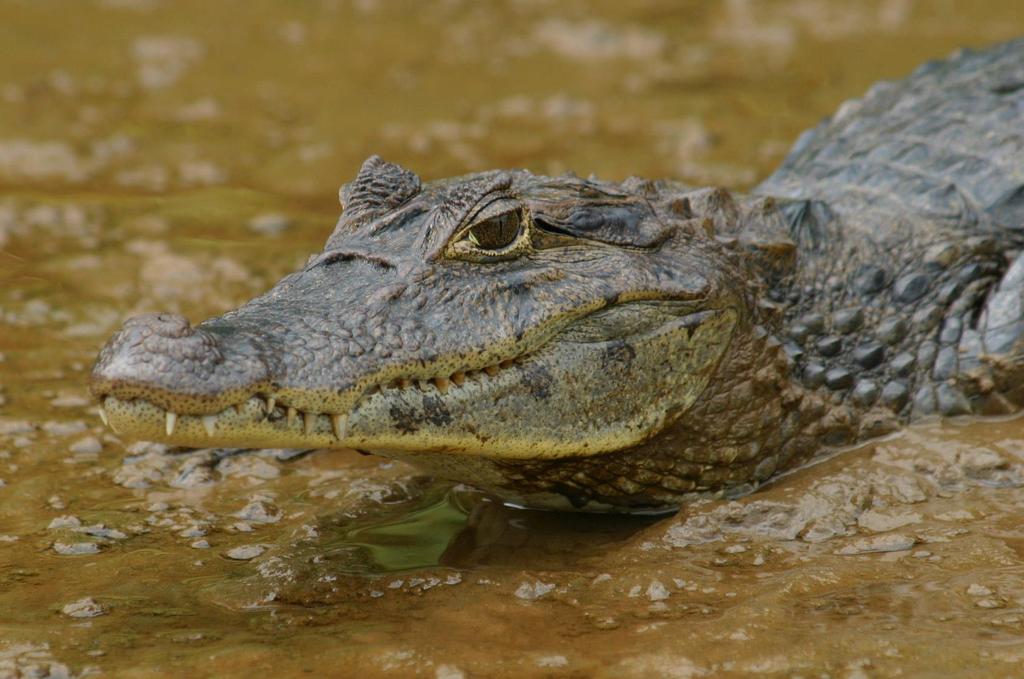 BUŇKA A ENERGIE kajman brýlový Caiman crocodilus