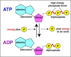 AKTIVOVANÉ NOSIČOVÉ MOLEKULY energie uvolněná při oxidaci molekul potravy se přechodně uskladňuje do energie chemických vazeb malého souboru NOSIČOVÝCH MOLEKUL = aktivované přenašeče ATP