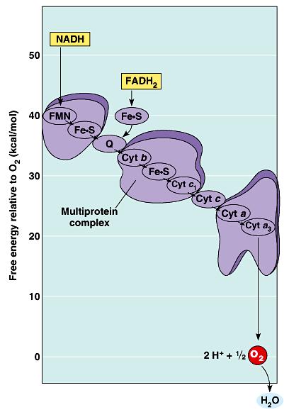 NAD + FAD P.p. ELEKTRON- TRANSPORTNÍ ŘETĚZEC P.p. P.p. e - FMN flavinmononukleotid Fe.