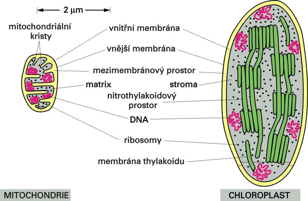 Srovnání mitochondrie s