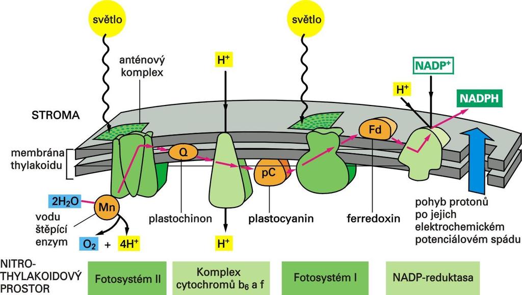 Tok elektronů během fotosyntézy v thylakoidní