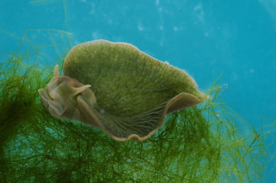 FOTOSYNTÉZA U ŽIVOČICHŮ: příběh solar-powered sea slugs mořský plž Elysia chlorotica (zadožábří, Opistobranchia)