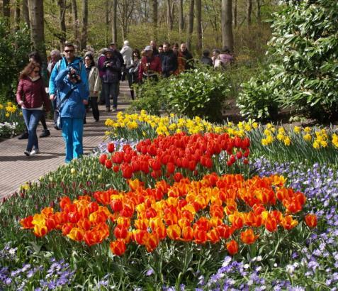 Květinové průvody patří k nejoblíbenějším turistickým atrakcím Holandska. 1. den: odjezd v odpoledních hodinách, možnost nástupu v západních Čechách. Noční přesun. 2.