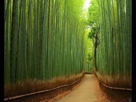 Množení Dělením trsů semeny Growing Giant Bamboo Fast How to