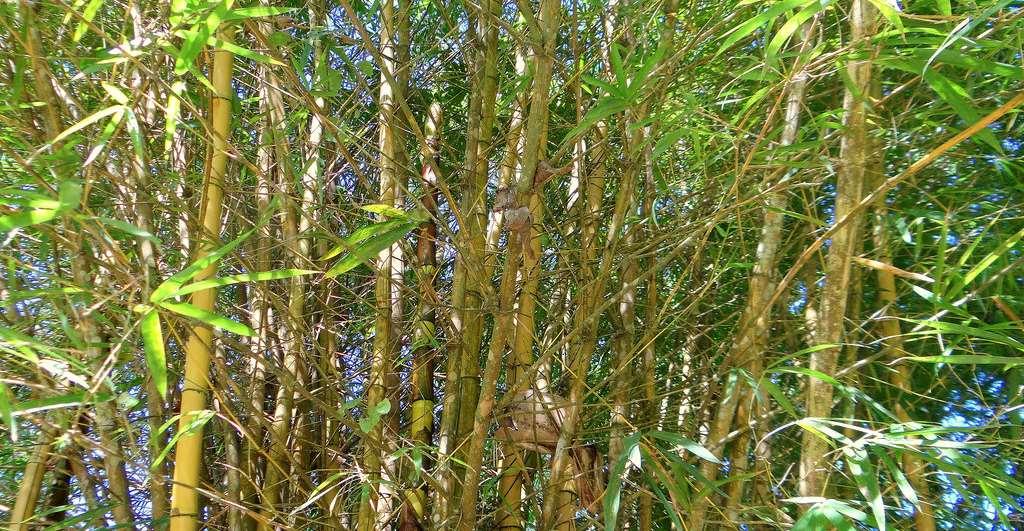 Phyllostachys aurea https://c1.staticflickr.com/4/3872/14880716440_b0c5a62f8a_b.